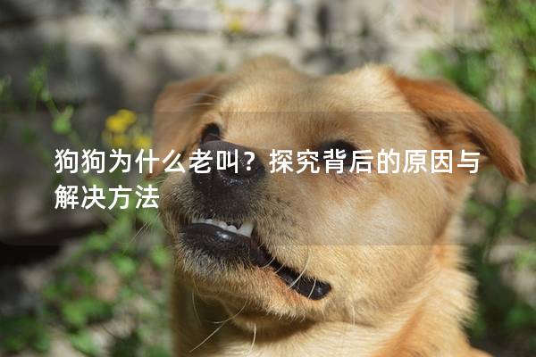 狗狗为什么老叫？探究背后的原因与解决方法