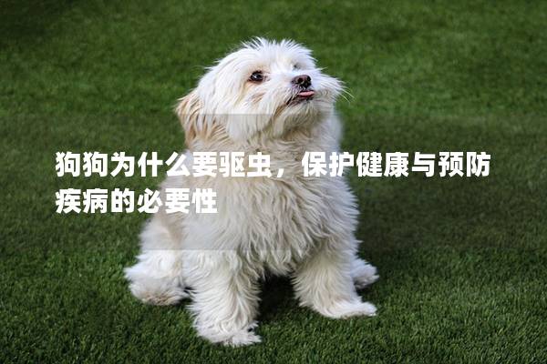 狗狗为什么要驱虫，保护健康与预防疾病的必要性