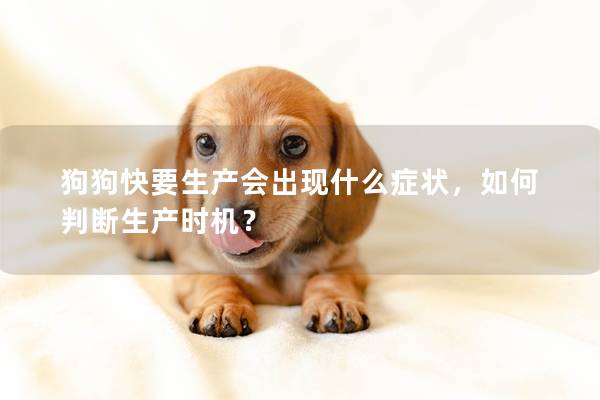 狗狗快要生产会出现什么症状，如何判断生产时机？