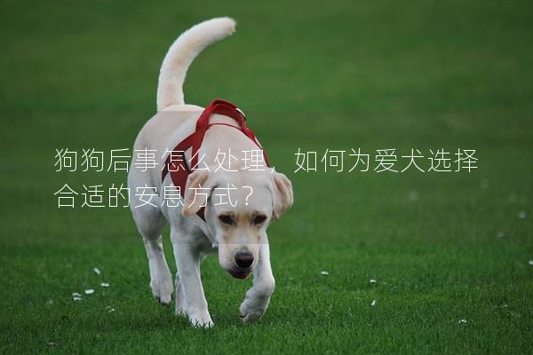 狗狗后事怎么处理，如何为爱犬选择合适的安息方式？