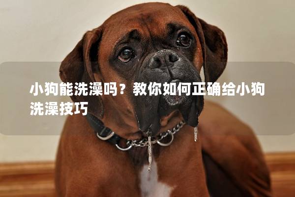 小狗能洗澡吗？教你如何正确给小狗洗澡技巧