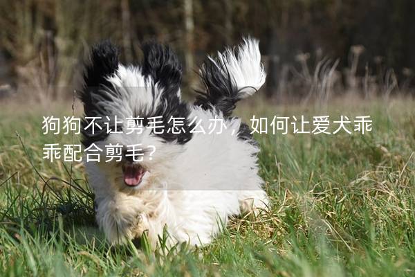 狗狗不让剪毛怎么办，如何让爱犬乖乖配合剪毛？