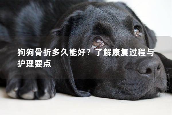 狗狗骨折多久能好？了解康复过程与护理要点