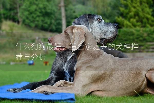 什么狗狗最好，适合家庭养的犬种推荐与分析