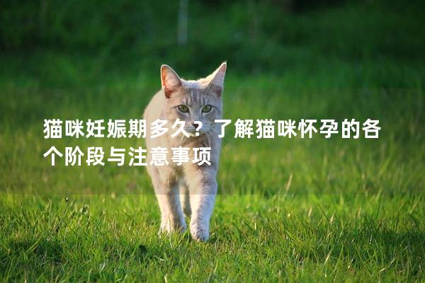 猫咪妊娠期多久？了解猫咪怀孕的各个阶段与注意事项