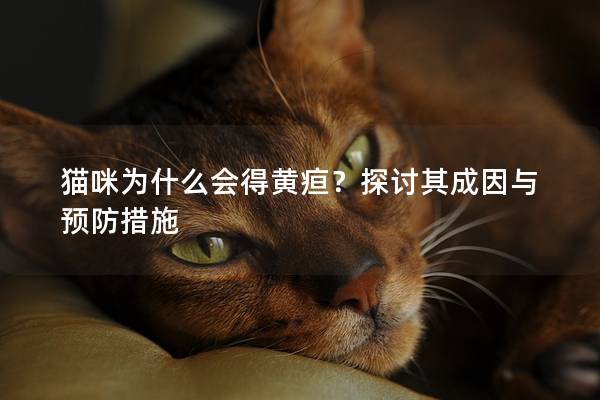 猫咪为什么会得黄疸？探讨其成因与预防措施