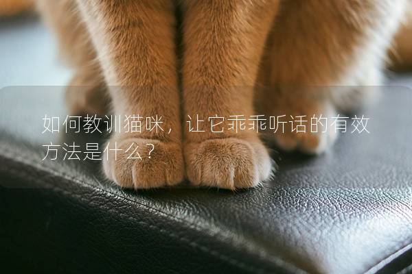 如何教训猫咪，让它乖乖听话的有效方法是什么？