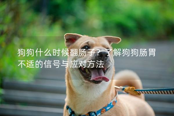 狗狗什么时候翻肠子？了解狗狗肠胃不适的信号与应对方法