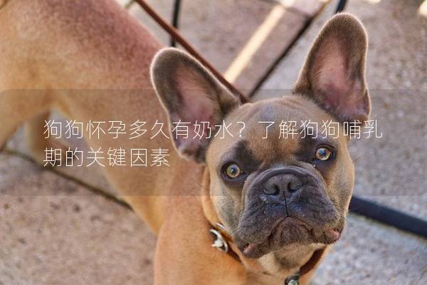 狗狗怀孕多久有奶水？了解狗狗哺乳期的关键因素