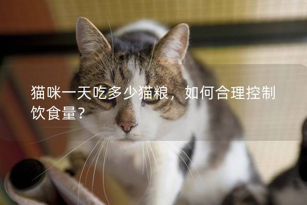 猫咪一天吃多少猫粮，如何合理控制饮食量？