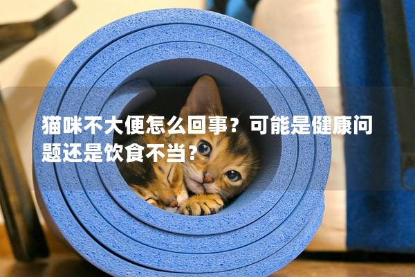 猫咪不大便怎么回事？可能是健康问题还是饮食不当？