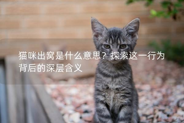 猫咪出窝是什么意思？探索这一行为背后的深层含义