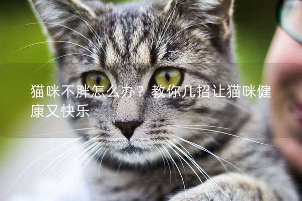 猫咪不胖怎么办？教你几招让猫咪健康又快乐