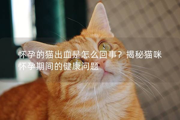 怀孕的猫出血是怎么回事？揭秘猫咪怀孕期间的健康问题