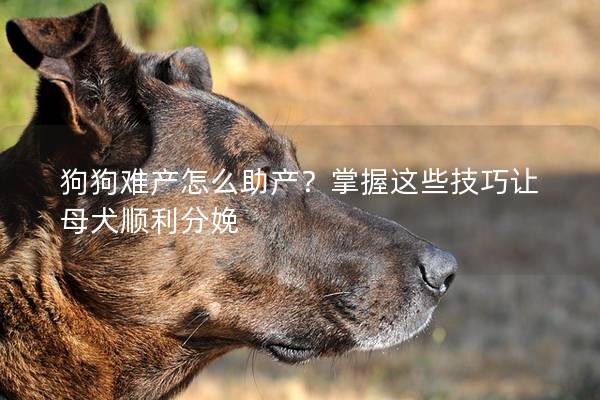 狗狗难产怎么助产？掌握这些技巧让母犬顺利分娩