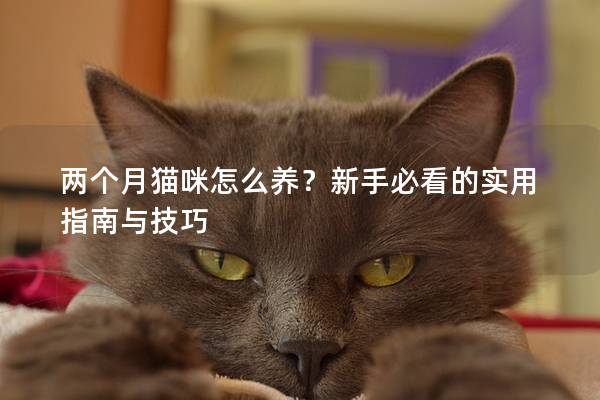 两个月猫咪怎么养？新手必看的实用指南与技巧