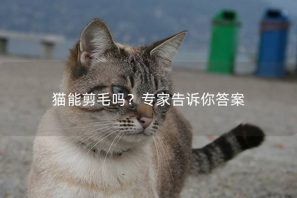 猫能剪毛吗？专家告诉你答案