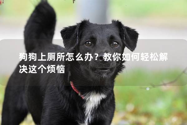 狗狗上厕所怎么办？教你如何轻松解决这个烦恼