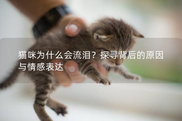 猫咪为什么会流泪？探寻背后的原因与情感表达