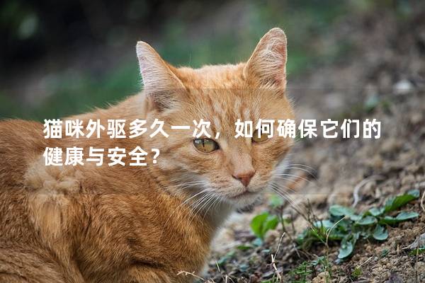 猫咪外驱多久一次，如何确保它们的健康与安全？