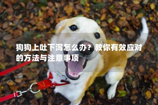 狗狗上吐下泻怎么办？教你有效应对的方法与注意事项