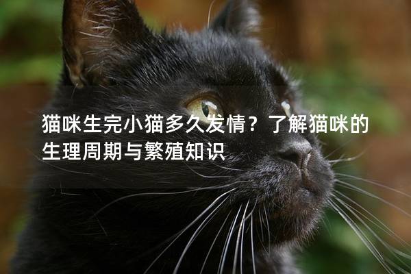 猫咪生完小猫多久发情？了解猫咪的生理周期与繁殖知识