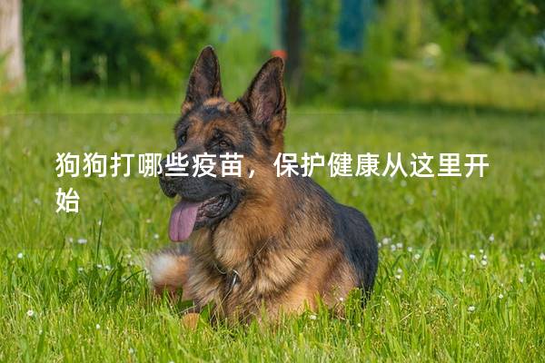 狗狗打哪些疫苗，保护健康从这里开始