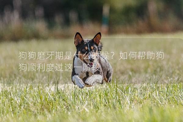 狗狗磨牙期是什么时候？如何帮助狗狗顺利度过这一阶段