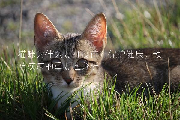 猫咪为什么要打疫苗？保护健康，预防疾病的重要性分析