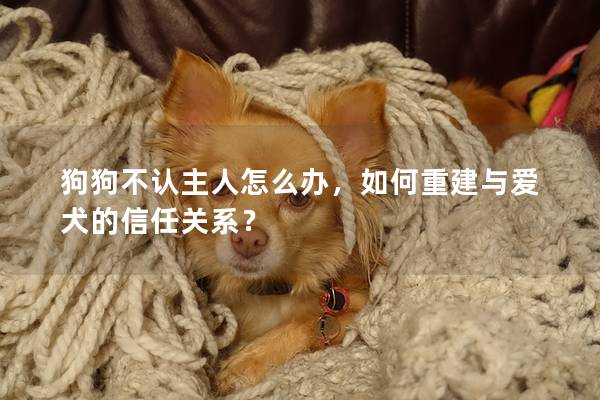 狗狗不认主人怎么办，如何重建与爱犬的信任关系？