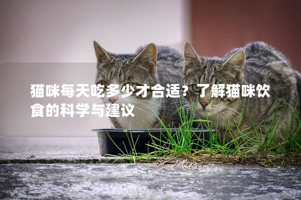 猫咪每天吃多少才合适？了解猫咪饮食的科学与建议