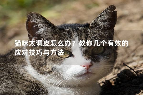 猫咪太调皮怎么办？教你几个有效的应对技巧与方法