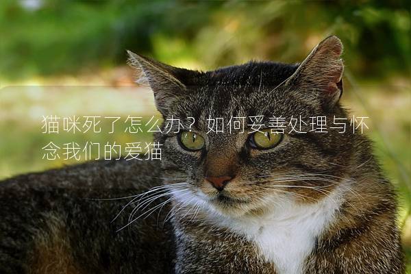 猫咪死了怎么办？如何妥善处理与怀念我们的爱猫