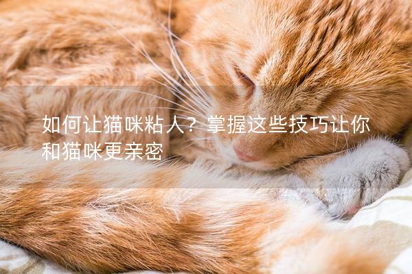 如何让猫咪粘人？掌握这些技巧让你和猫咪更亲密