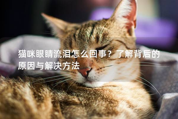 猫咪眼睛流泪怎么回事？了解背后的原因与解决方法