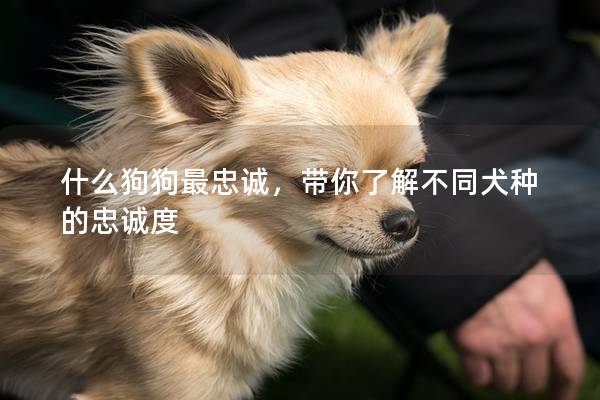 什么狗狗最忠诚，带你了解不同犬种的忠诚度