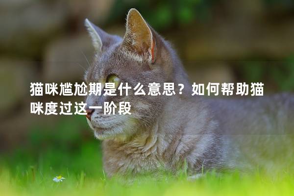 猫咪尴尬期是什么意思？如何帮助猫咪度过这一阶段