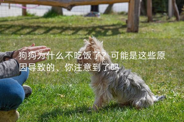 狗狗为什么不吃饭了？可能是这些原因导致的、你注意到了吗