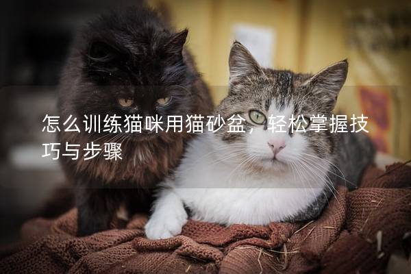 怎么训练猫咪用猫砂盆，轻松掌握技巧与步骤