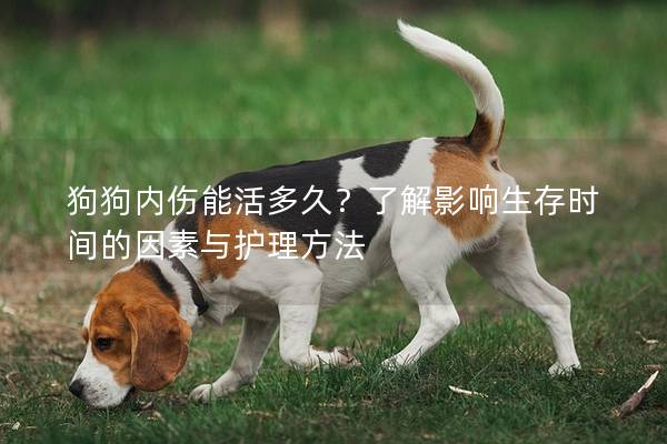 狗狗内伤能活多久？了解影响生存时间的因素与护理方法