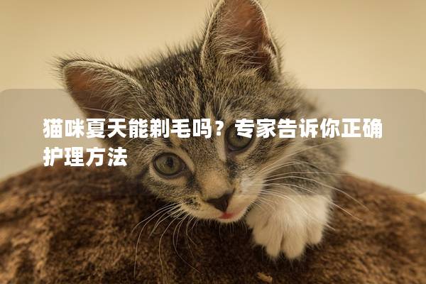 猫咪夏天能剃毛吗？专家告诉你正确护理方法