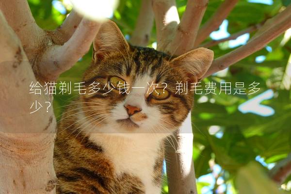 给猫剃毛多少钱一次？剃毛费用是多少？