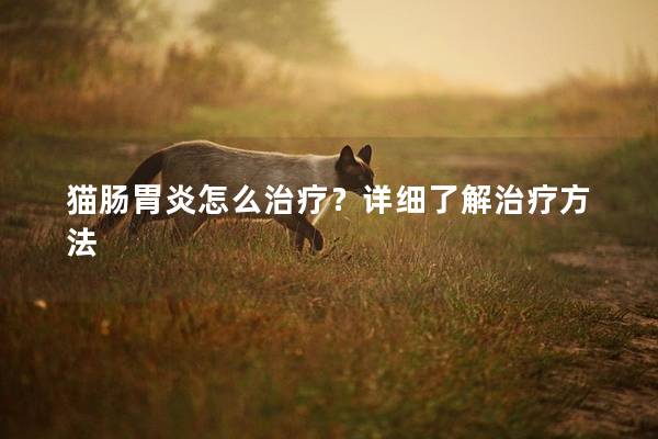 猫肠胃炎怎么治疗？详细了解治疗方法