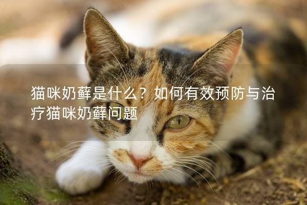 猫咪奶藓是什么？如何有效预防与治疗猫咪奶藓问题