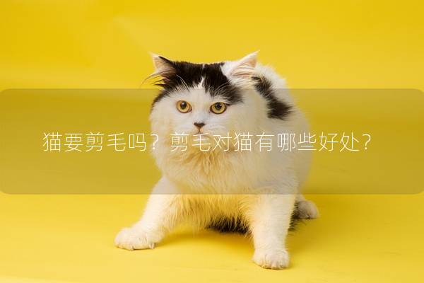 猫要剪毛吗？剪毛对猫有哪些好处？