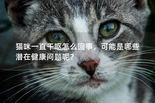 猫咪一直干呕怎么回事，可能是哪些潜在健康问题呢？