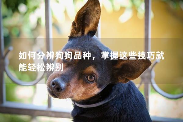 如何分辨狗狗品种,掌握这些技巧就能轻松辨别