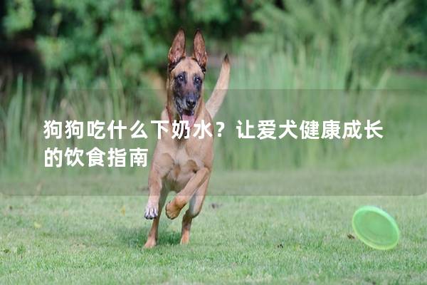 狗狗吃什么下奶水？让爱犬健康成长的饮食指南