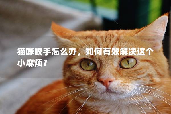 猫咪咬手怎么办，如何有效解决这个小麻烦？