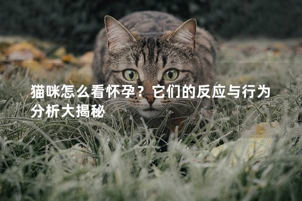 猫咪怎么看怀孕？它们的反应与行为分析大揭秘